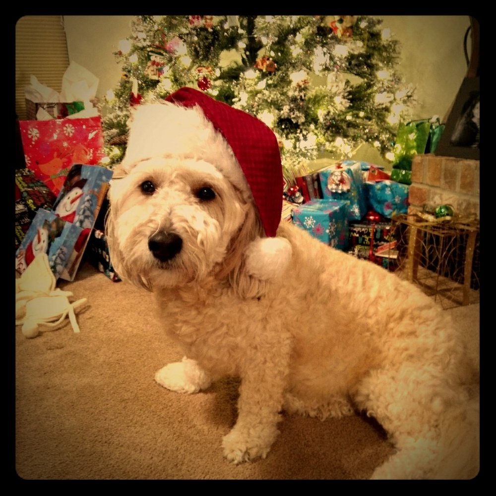 Meet your Posher, Leigh